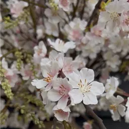 Screenshot 2026-01-28 at 10.34.33.jpg