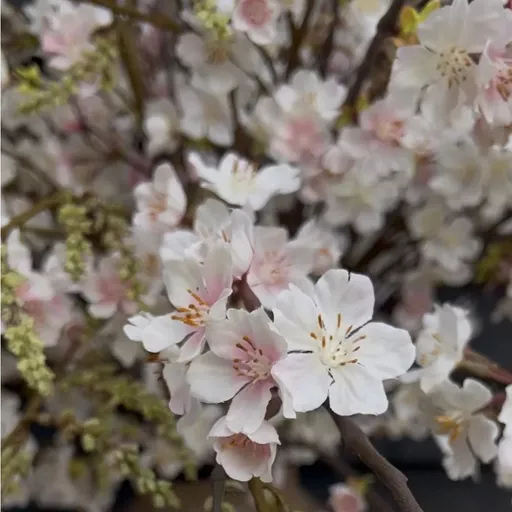 Screenshot 2026-01-28 at 10.34.33.jpg