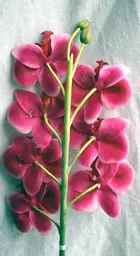https://starbek-static.myshopblocks.com/images/tmp/nt_191_smphalaenopsis_650b.jpg
