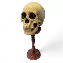 Skull on Stand 1.jpg