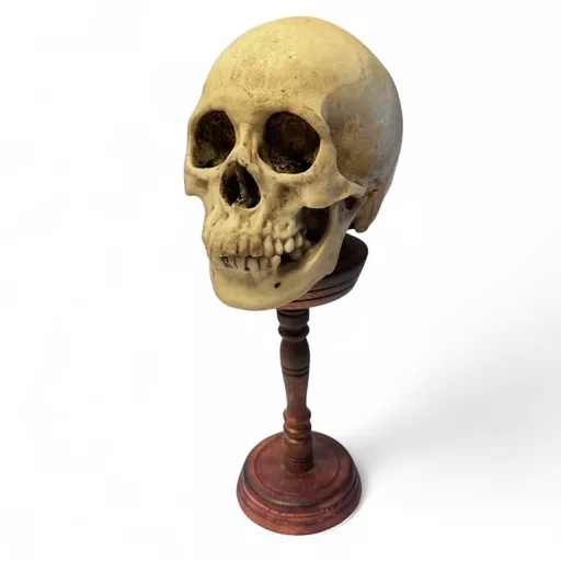 Skull on Stand 1.jpg