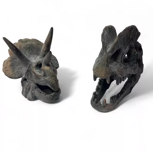 Pair of Triceratops and Velociraptor Skulls