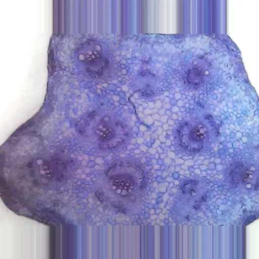 MICROSCOPE SLIDE -Cucurbita T.S. stem for sieve tubes