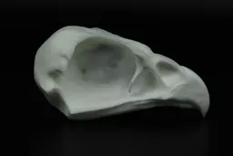 Buzzard 1.jpg