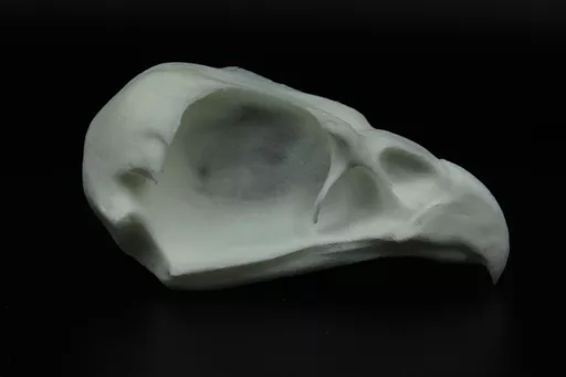 Buzzard 1.jpg