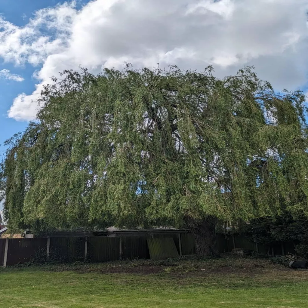 The Importance of Professional Tree Pruning in Cheshire