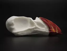Puffin Skull 1.jpg
