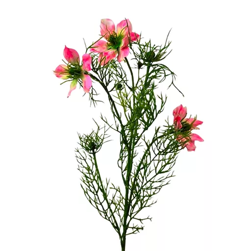Nigella Spray Pink.jpg