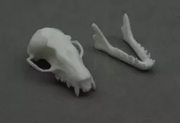 Fruit Bat 5.jpg