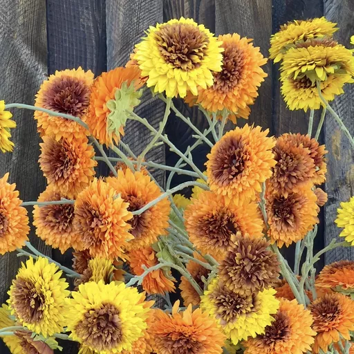 -Orange Sunflower Stem