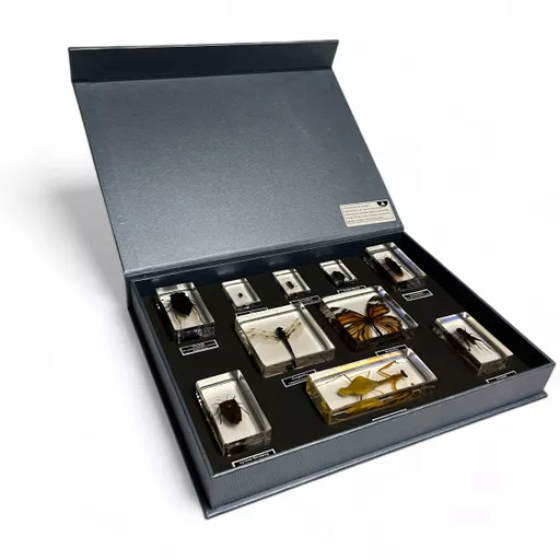 10 Insect Classification Box
