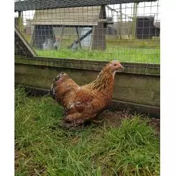 Mille Fleur pekin photo.jpg