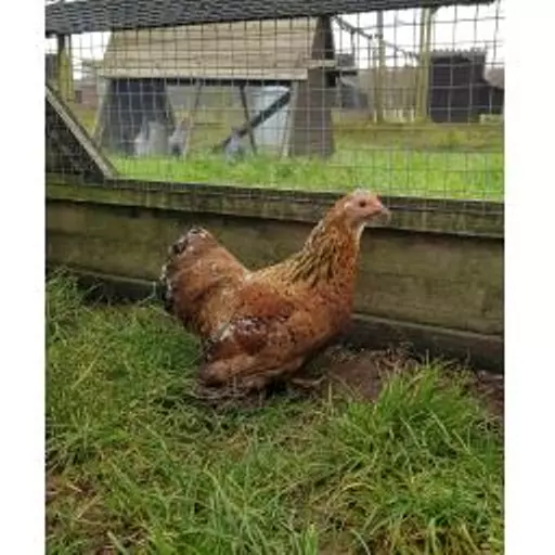 Mille Fleur pekin photo.jpg