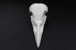 Crow Skull 3.jpg
