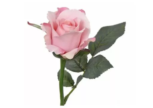 pink rose.jpg