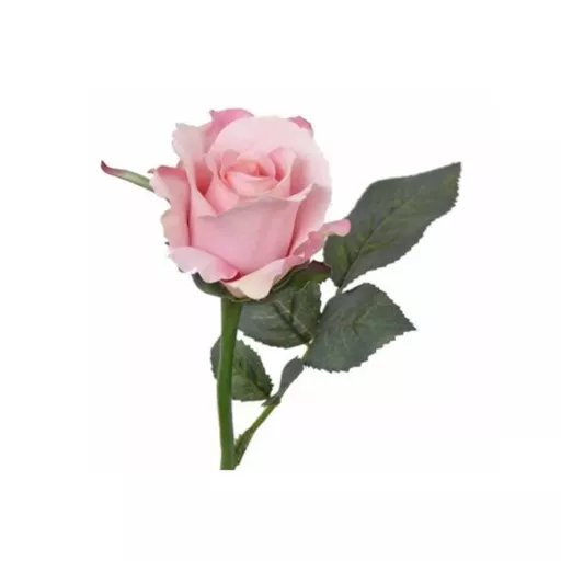 Pink Rose