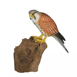 Kestrel.jpg