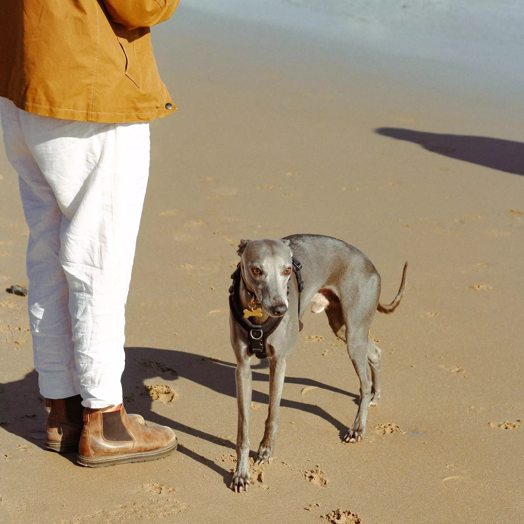 Blue whippet on a beach by the water