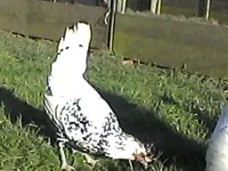 Photo0077.jpg