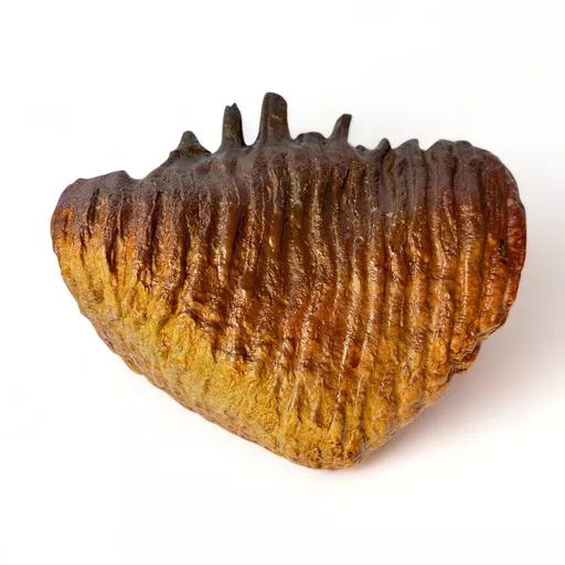 Mammoth Tooth 4.jpg