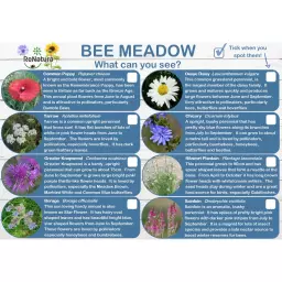 BEEMEADOW4.jpg