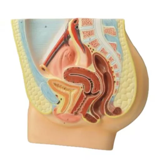 Human Female Reproductive System Model