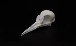 Woodpecker Skull 2.jpg