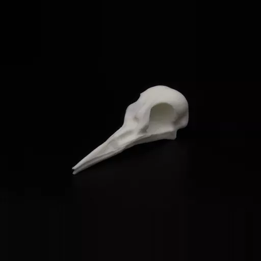 Replica Woodpecker Skull