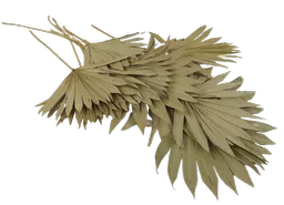 Sun Spears 1.png