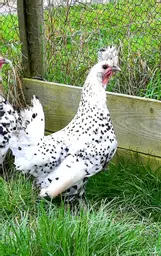 Appenzeller white 2.jpg