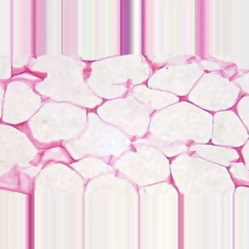 Philip Harris Prepared Microscope Slide - Adipose Tissue Section
