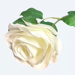 White Rose 2.jpg