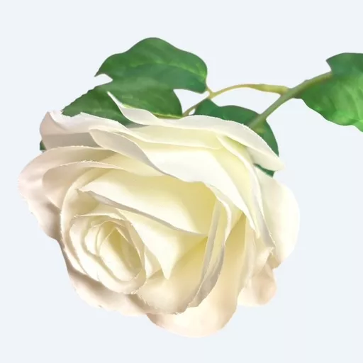 White Rose 2.jpg