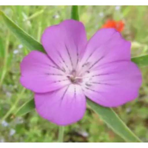 Corn Cockle Wild Flower Seed