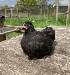 black pekin.jpg
