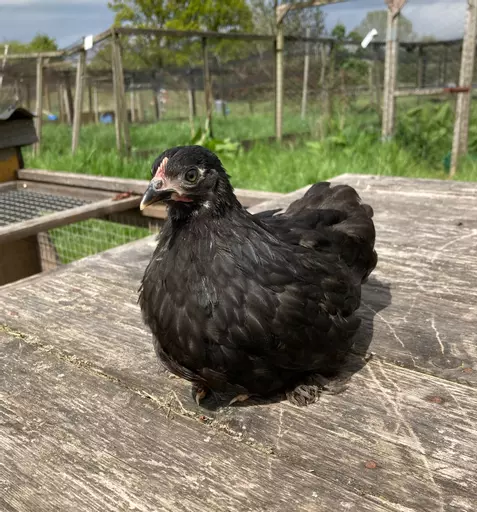 black pekin.jpg