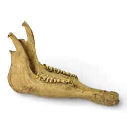 Cow Jaw Bones 1.jpg