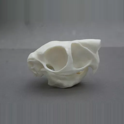 Replica Springhare Skull | Starbeck Education
