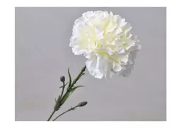 dianthus - white.jpg