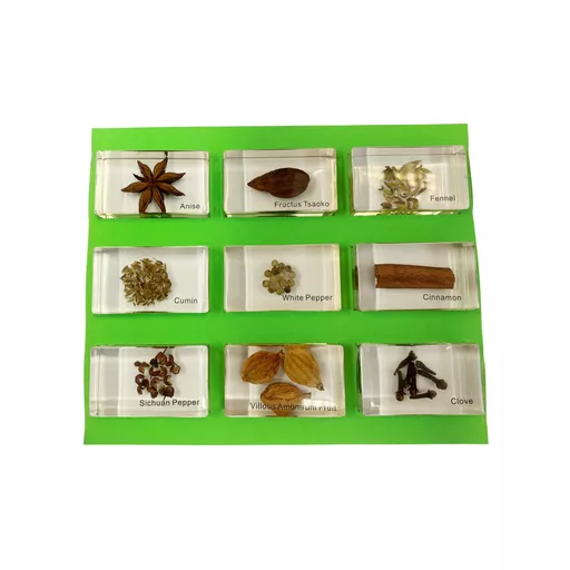 Children Science Specimens