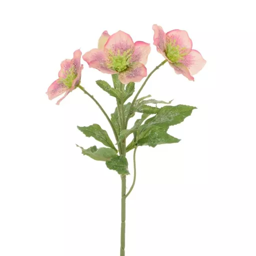 Hellebore.jpg