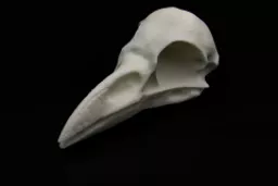 Raven 2.jpg
