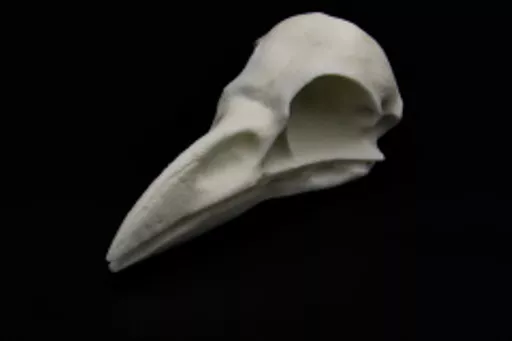 Raven 2.jpg
