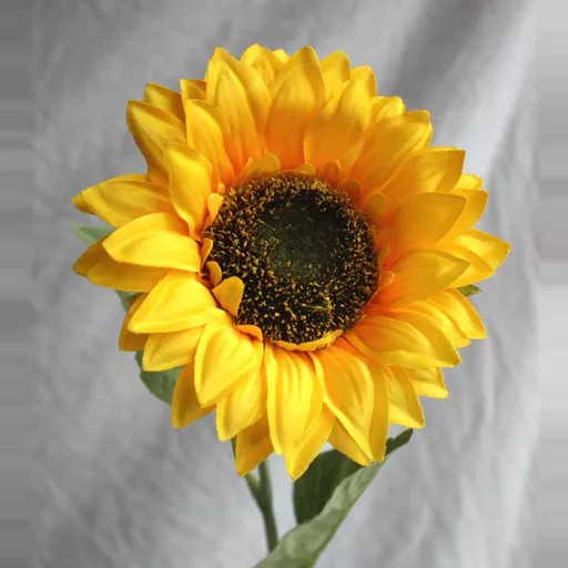 Medium Sunflower