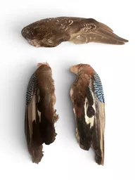 bird wings 1.jpg