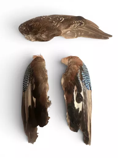 bird wings 1.jpg