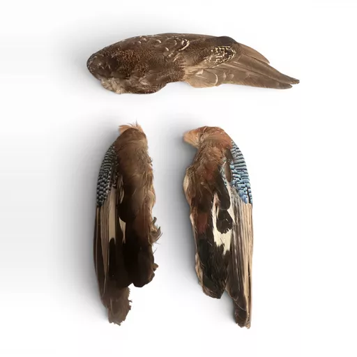 3 bird wings pack