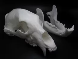 Bear 4.jpg