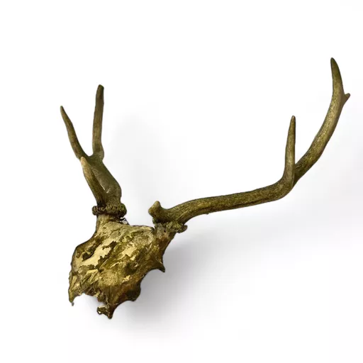 Medium Deer Skull 1