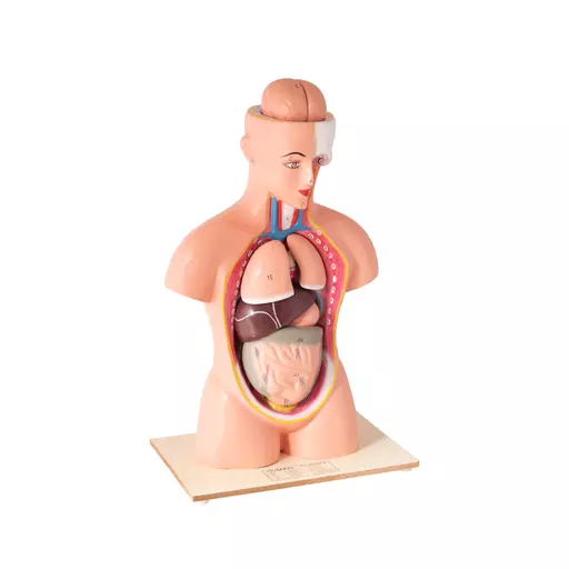 Half-Scale Anatomical Torso